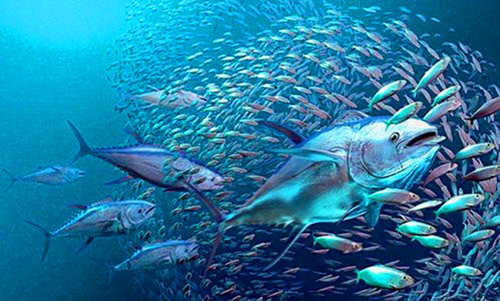 2017年05月02日：世界金枪鱼日设立
