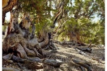 世界上十大最古老的树排行