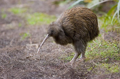新西兰的国鸟是什么