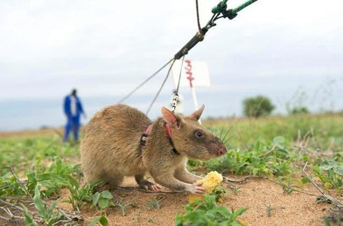 非洲巨鼠排雷会死吗