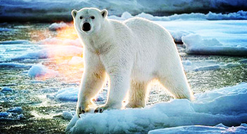 北极熊的特征和现状