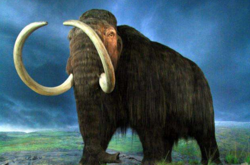 远古猛犸象能被复活吗