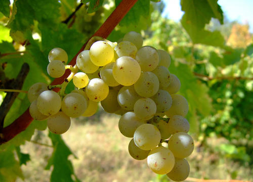 长相思葡萄品种的特点