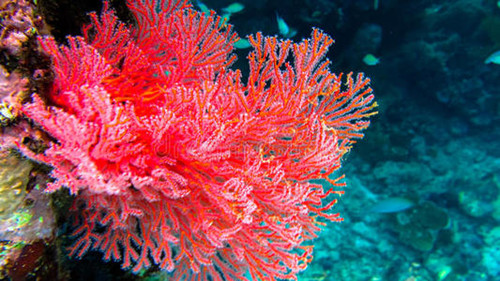 珊瑚究竟是什么