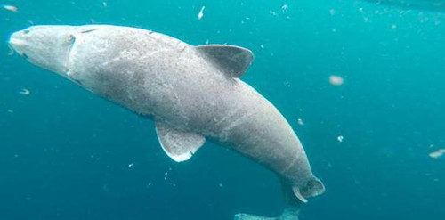 格陵兰睡鲨能活多久