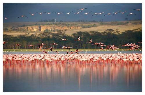 纳库鲁湖：观鸟天堂
