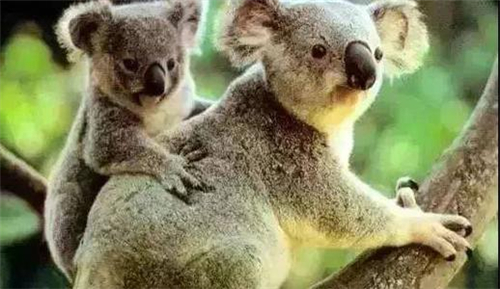澳大利亚国宝是什么动物