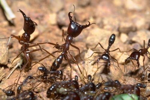 行军蚁是什么动物