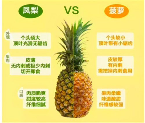 菠萝和凤梨到底是不是同一种水果