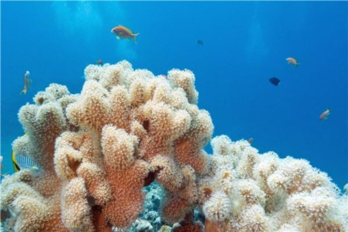 珊瑚珊瑚虫珊瑚礁有什么关系