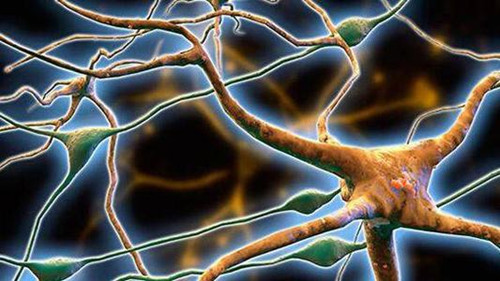 神经母细胞瘤是什么原因造成的