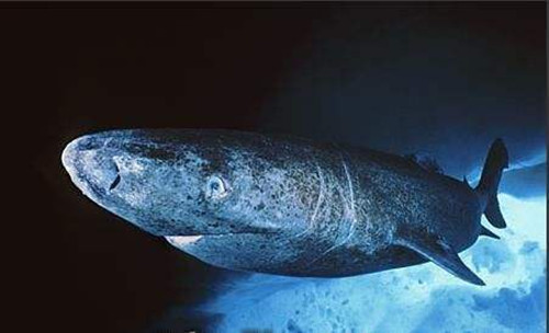 格陵兰睡鲨是什么生物