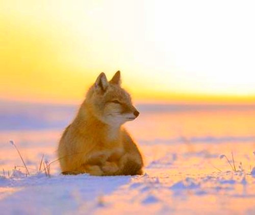 沙狐是什么动物