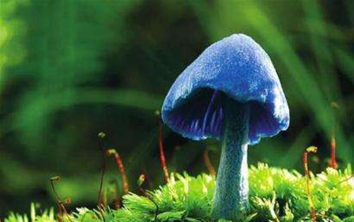 常见的毒蘑菇类型
