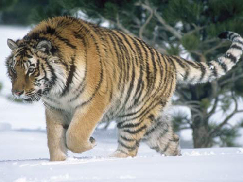 西伯利亚虎的物种学史