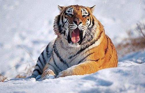 为什么说东北虎是珍稀物种