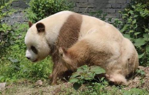 白色大熊猫有什么特性
