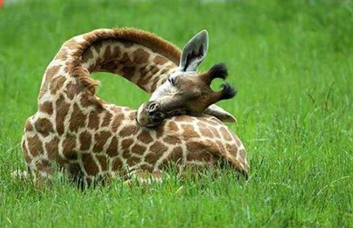 长颈鹿怎么睡觉的