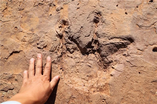 福建上杭首次发现距今8000万年240余枚恐龙足迹群
