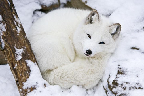 白狐具体指什么动物