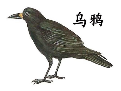 乌鸦在中国文化的意义