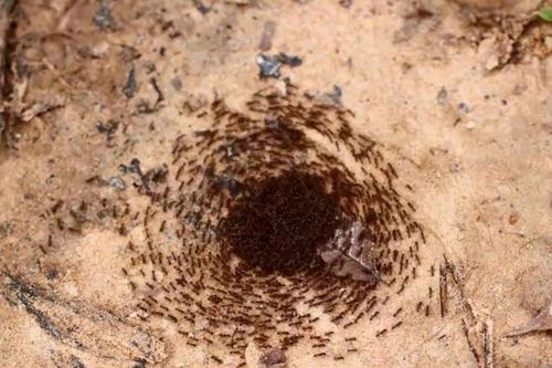 蚂蚁死亡漩涡揭秘