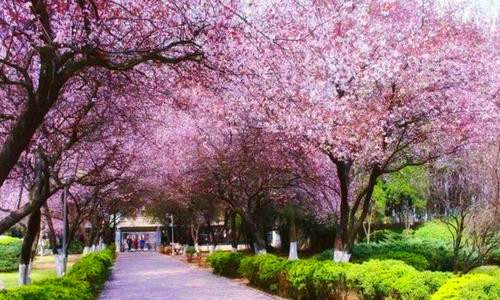 武汉大学樱花有哪些品种