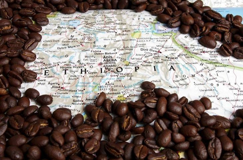 埃塞俄比亚为什么盛产咖啡