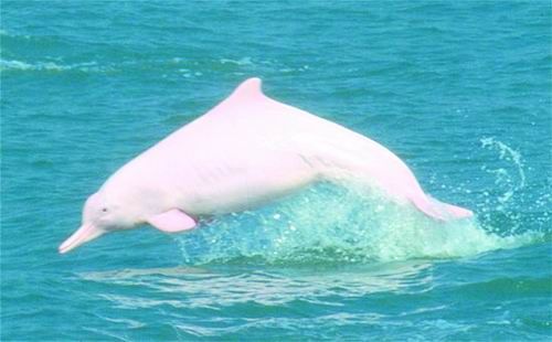 中华白海豚的主要特征