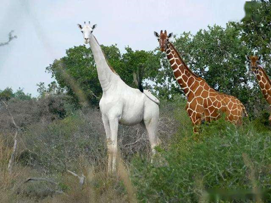 白色长颈鹿灭绝了吗