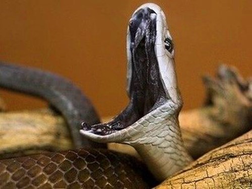 黑曼巴蛇是黑色的吗