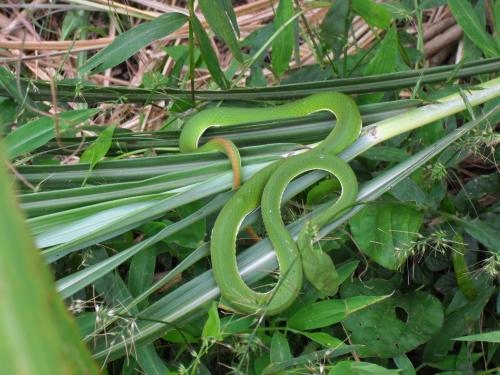 竹叶青蛇的特征及习性