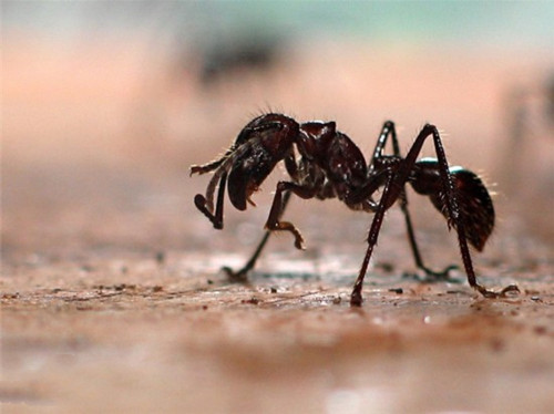 子弹蚁真的有毒吗