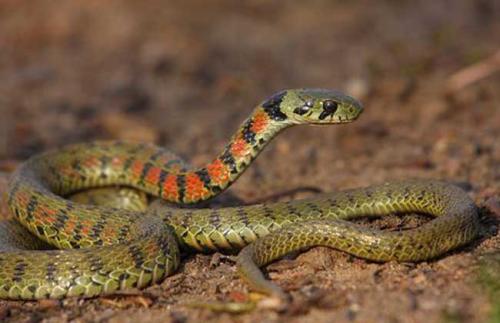 虎斑颈槽蛇是什么蛇