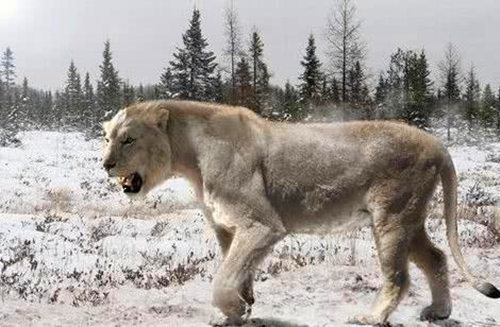 美洲拟狮是最大的猫科动物吗