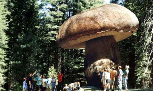 世界最大蘑菇长了2800多年