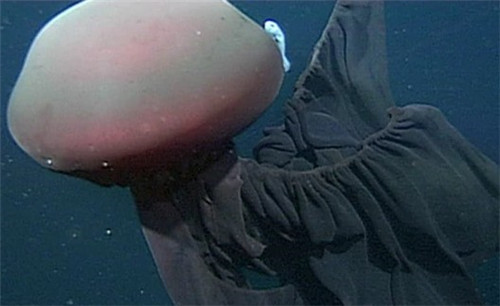 冥河水母有多大