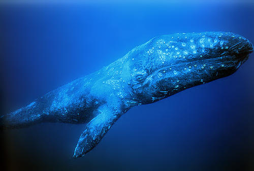 灰鲸是几级保护动物