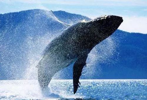 灰鲸的生活习性