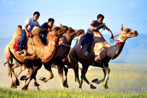 蒙古族赛骆驼是什么