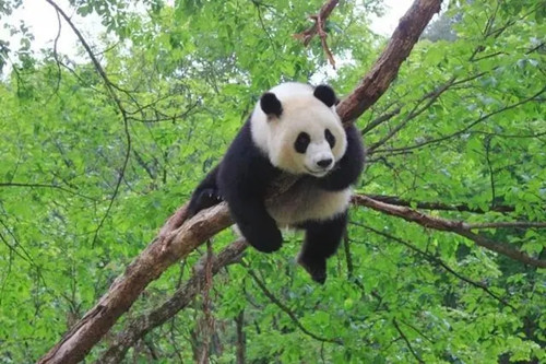 大熊猫国家公园的旅游攻略