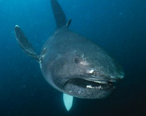 巨口鲨是什么鲨鱼