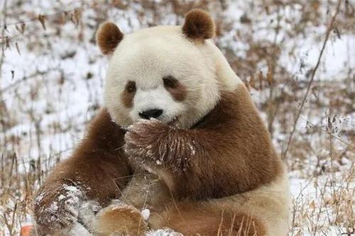 为什么会有棕色大熊猫