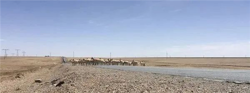 藏羚羊是怎样迁徙的