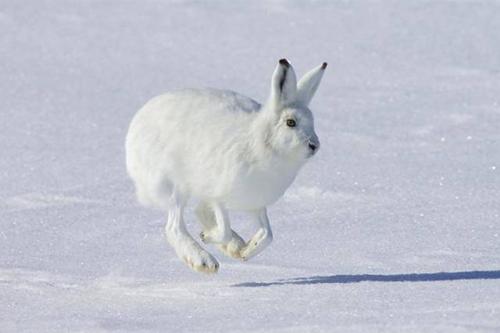 白靴兔的生活习性